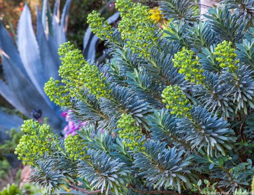 Evergreen Euphorbias