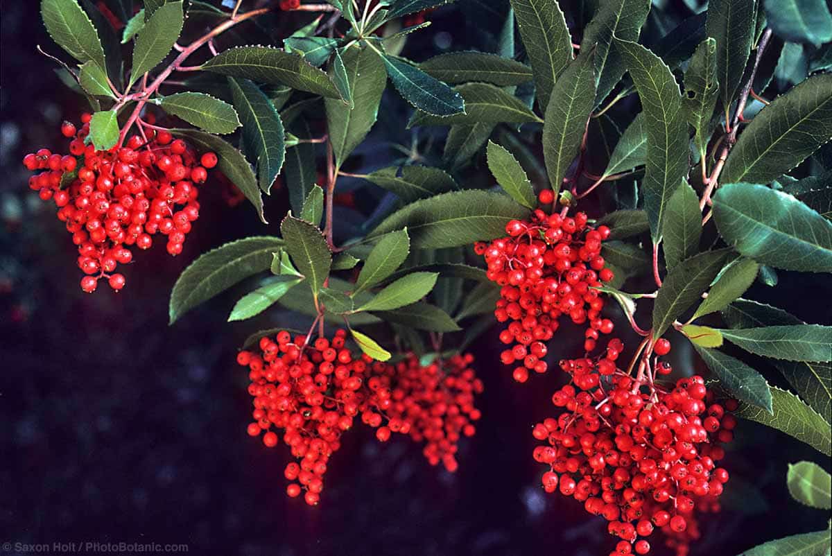 What is a Drought-Tolerant Plant? - Heteromeles arbutifolia - Toyon or Christmas Berry