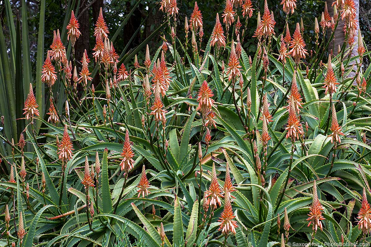 Aloe arborescens - Aloe arborescens