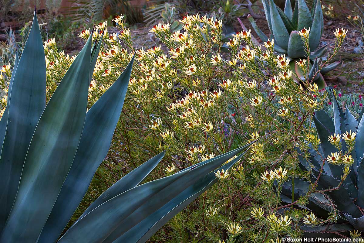 Leucadendrons for the Garden - Leucadendron 'Little Bit' (Little Bit Cone Bush) flowering in Ruth Bancroft Garden