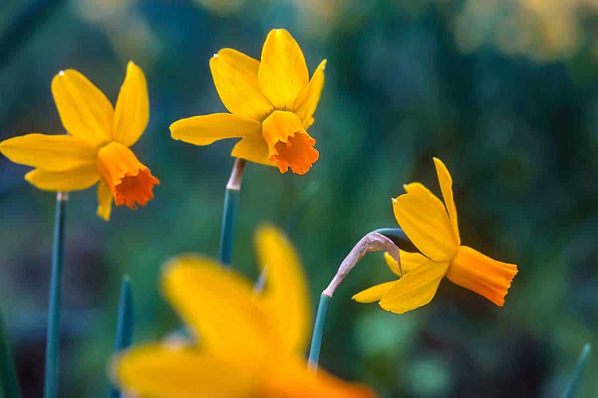 Cultivated Varieties of Narcissus - Narcissus 'Itzim'