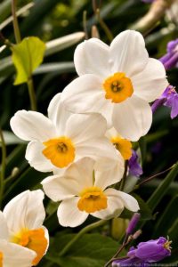 Daffodil 'Geranium' Division 8 narcissus white flower bulb in spring garden