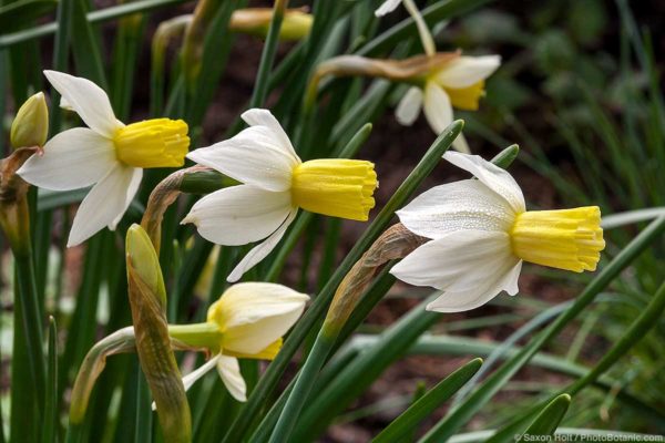 Jonquilla Narcissus, Apodanthus Daffodil (Narcissus ) 'Sailboat' in California garden