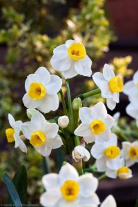 Flowering tazetta daffodil bulb Narcissus 'Avalanche'