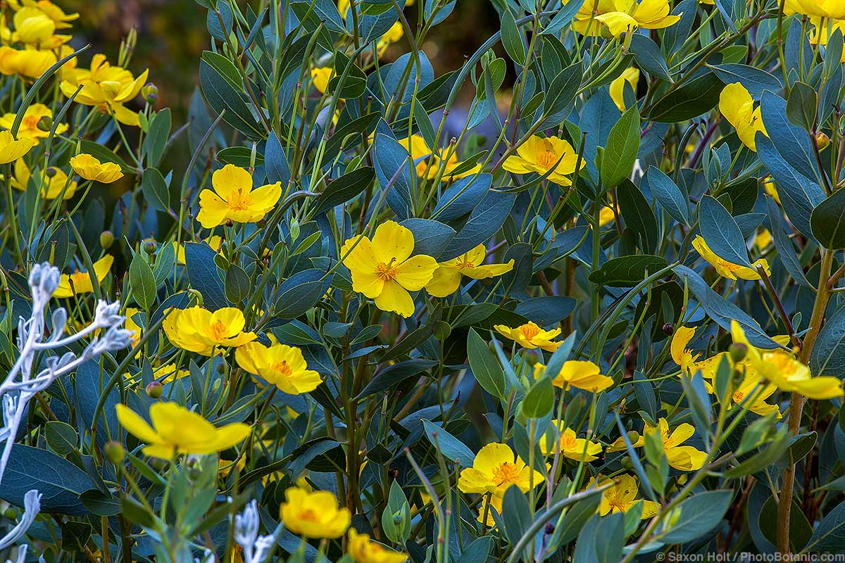 Shrub Poppies - Dendromecon harfordii