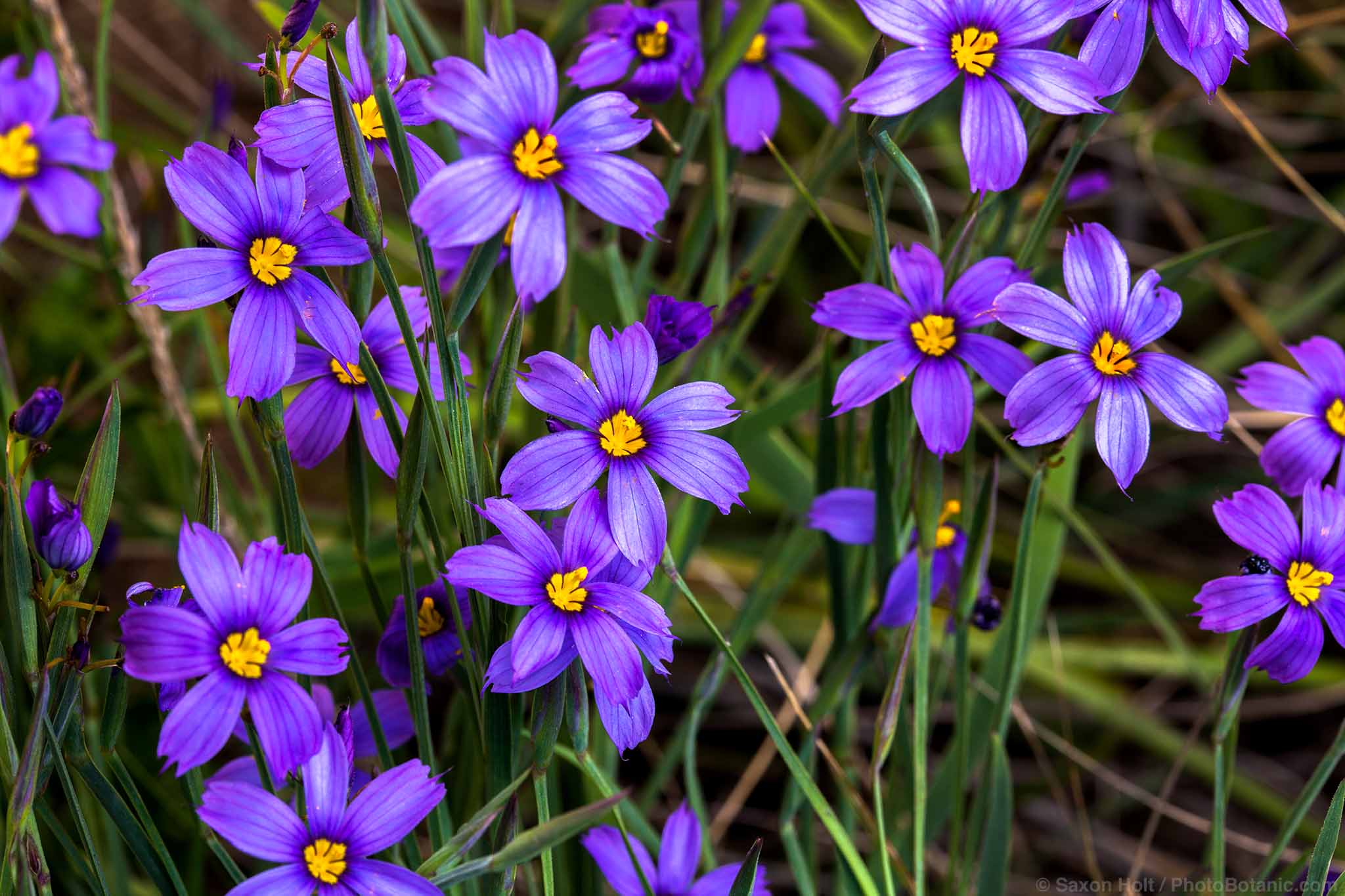 Sisyrinchiums - Sisyrinchium bellum (western blue-eyed grass)