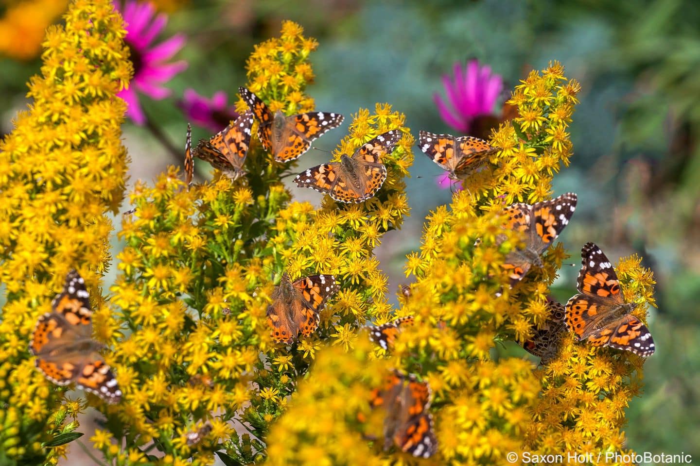 Solidago - Painted Lady butterflies on yellow flowering goldenrod, Denver Botanic Garden