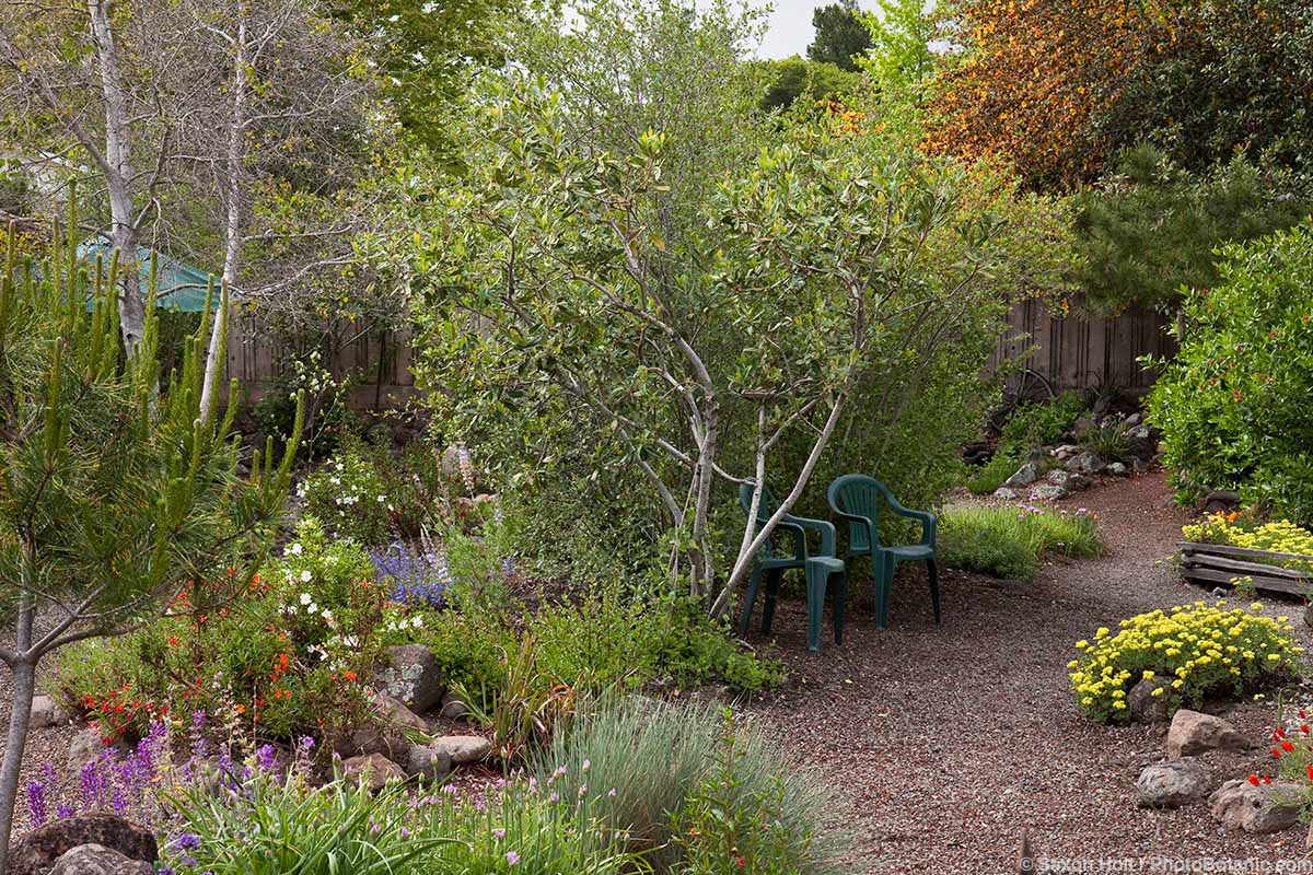 Summer Dry June 2022 Newsletter - Gravel path through Kyte backyard, layered habitat California native plant mixed garden with shrubs, trees, perennials and grasses