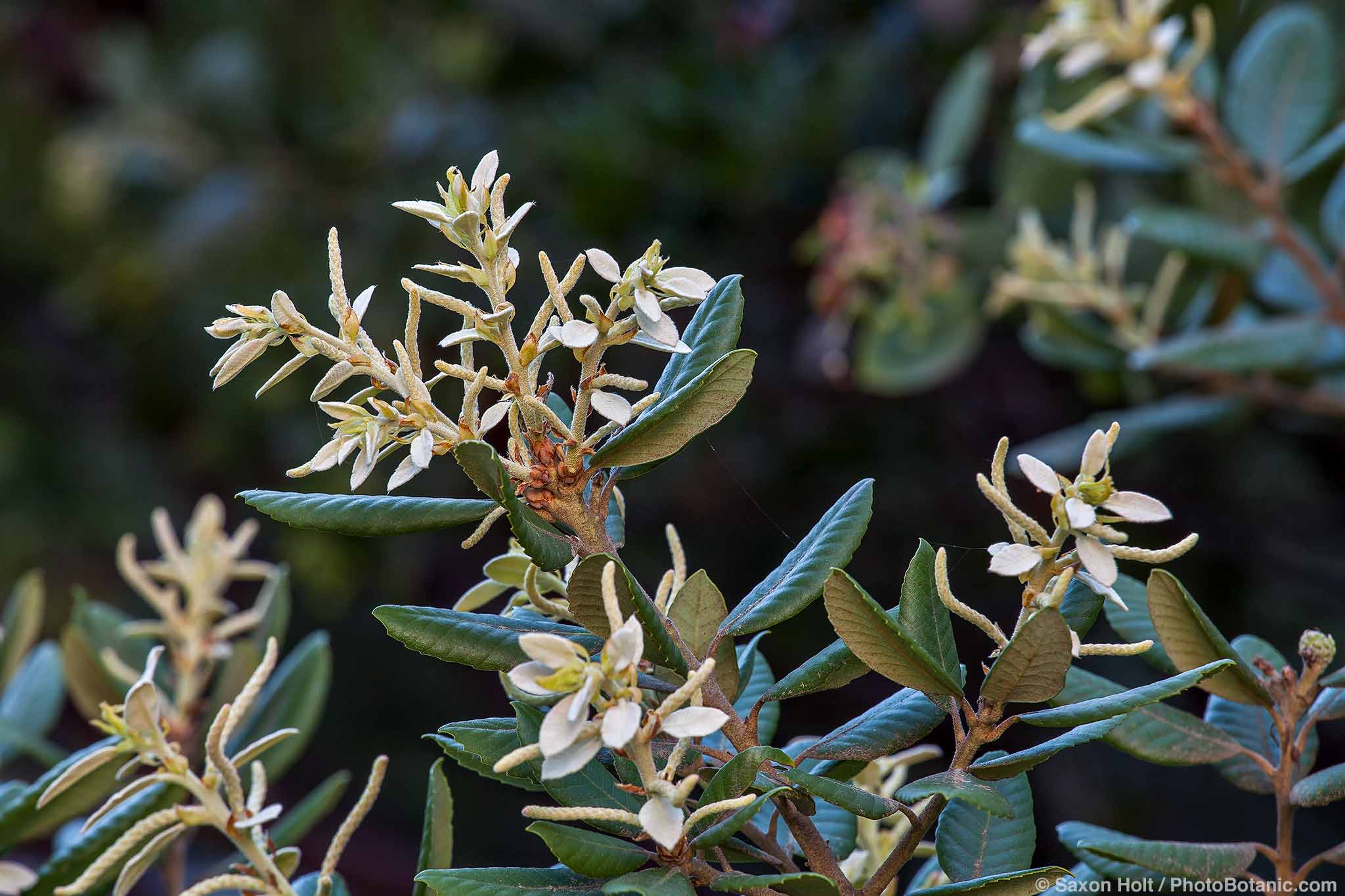 Shrubby Tanoak - Notholithocarpus densiflorus var. echinoides