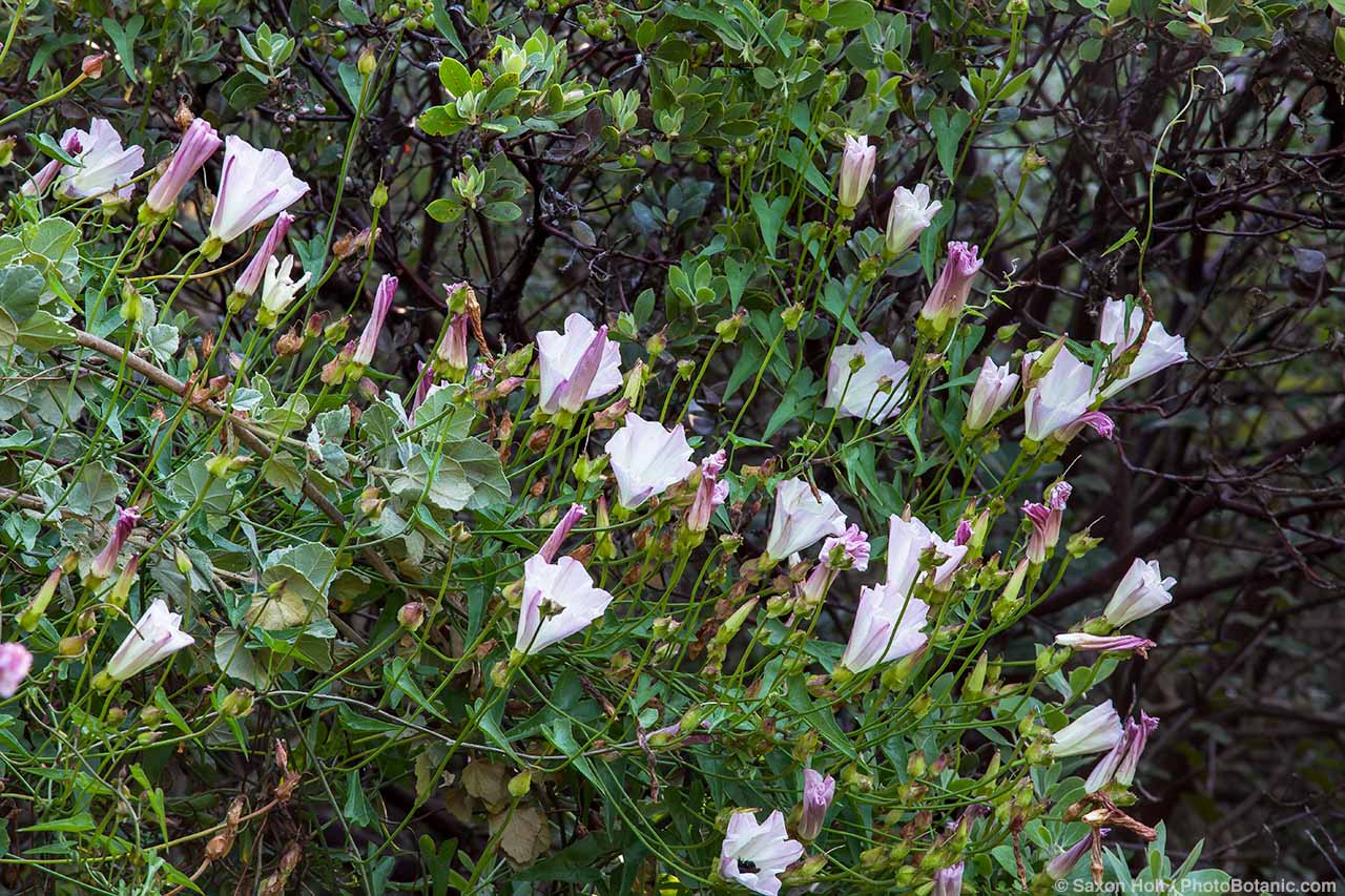 Island Morning Glory - Calystegia macrostegia (island morning glory)