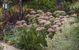 Summer Dry August 2022 Newsletter - Sedum ‘Autumn Fire’ flowering  in the Foliage Borders - Gamble Garden, Palo Alto, California