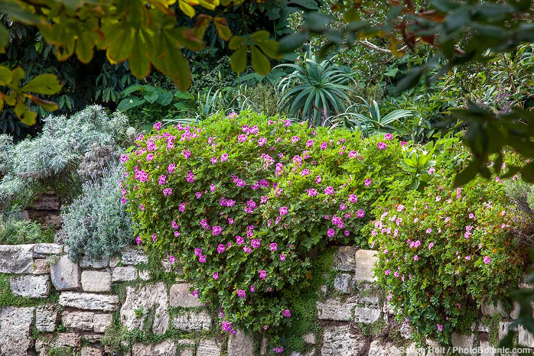 Pelargonium or simply geranium with blossoms in white and rosé in an old  cottage garden in summer in Rudersau near Rottenbuch in the district of  Weilheim-Schongau in Upper Bavaria - a Royalty