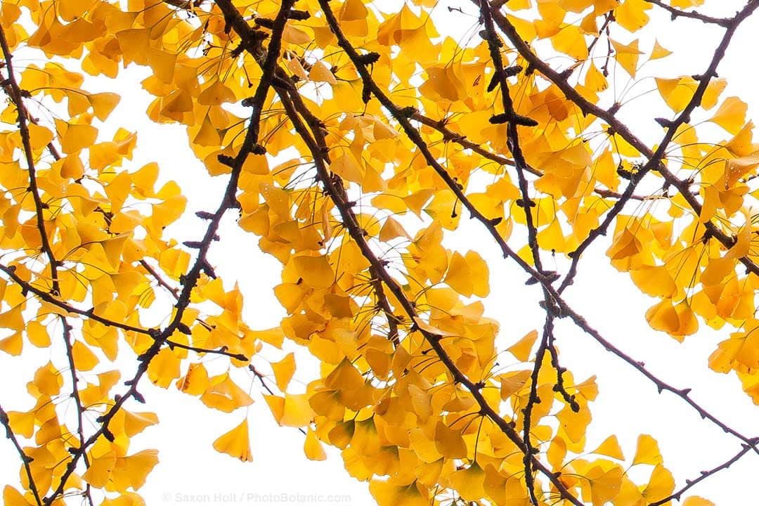 Summer Dry November 2022 Newsletter - Ginkgo biloba tree branch with leaves in yellow fall color in San Francisco Botanical Garden