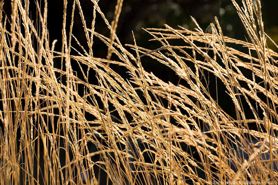 Muhlenbergia Grasses - Lindheimer Muhly Grass Muhlenbergia lindheimeri in flower backlit in California summer-dry autumn garden