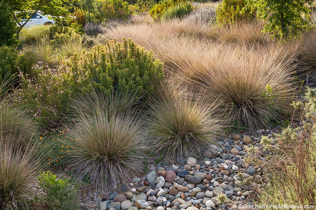 Environmental Benefits of Perennial Grasses - A bioswale with buchgrasses (Muhlenbergia dubia) at the University of California, Davis, captures and filters rainwater runoff from a campus parking lot