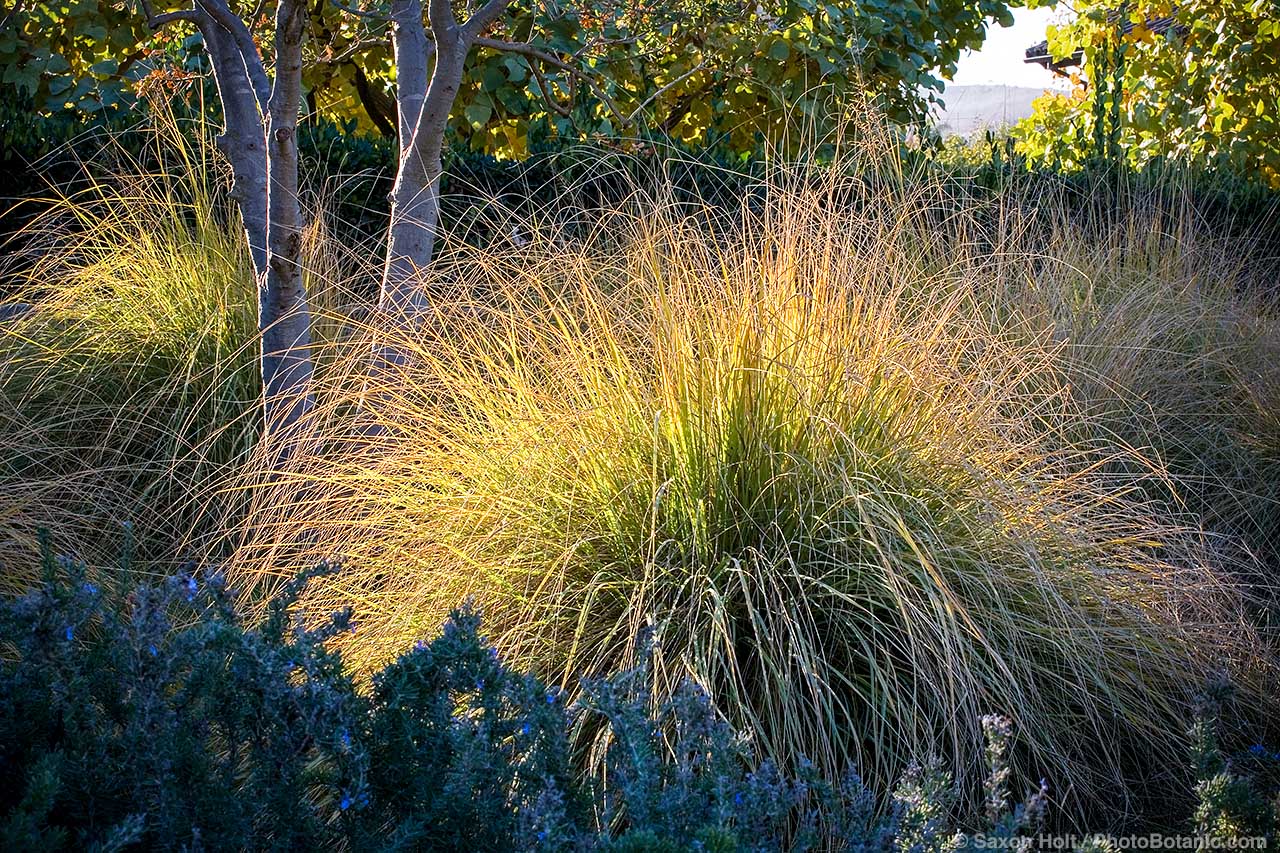 Bunch grass Festuca mairei (Atlas Fescue) catching light in California garden border under trees