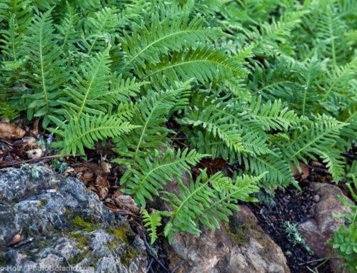Ferns for Summer-Dry Climates