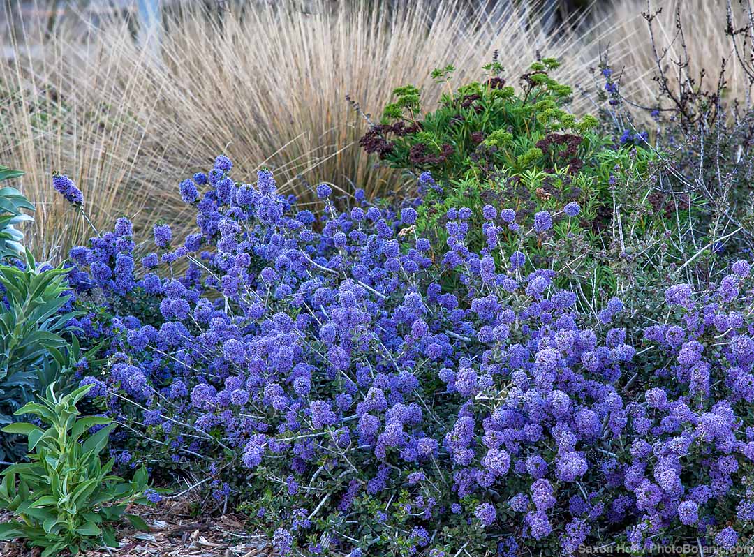 April Showers Bring May Flowers -- Or Do They? - Ceanothus maritimus ‘Valley Violet’ blooms in early spring