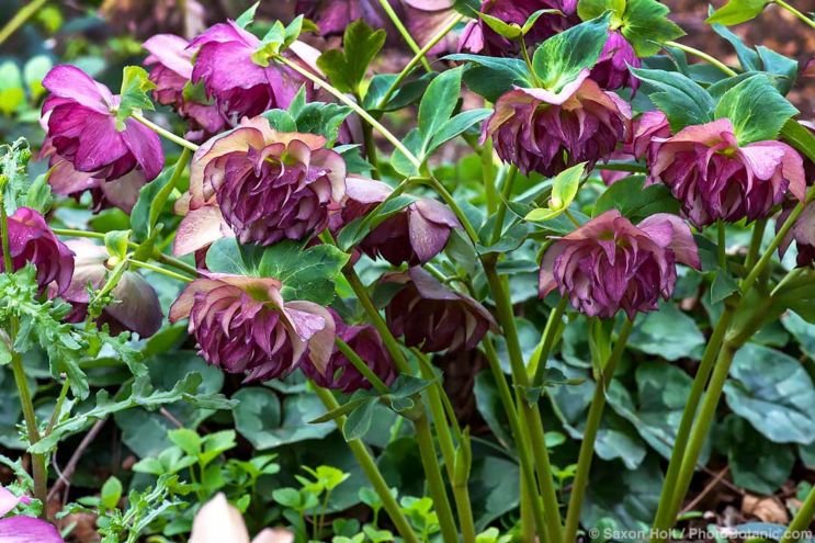 Helleborus 101 - Double-flowered Helleborus x hybridus, with purple bracts