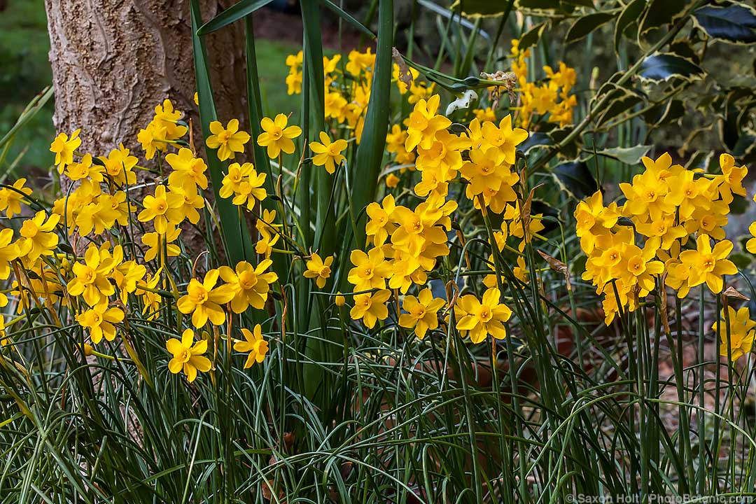 Summer Dry February 2023 Newsletter - So many bulbs are native to summer-dry climates, plumping up and flowering at the end of wet winters, becoming classic harbingers of spring.  Here Narcissus jonquilla, a diminutive daffodil with grassy foliage.