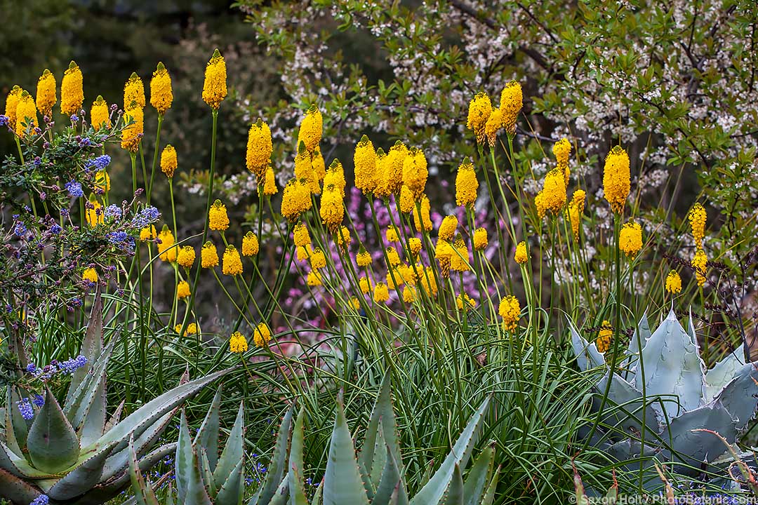 Bulbines and Bulbinellas - Bulbinella nutans has narrow, grasslike leaves that die back in summer