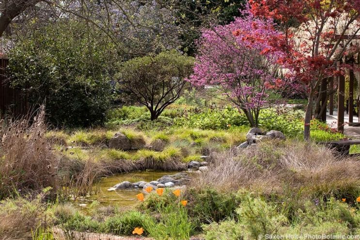 Is It Okay to Feed the Birds? - Small-space wildlife habitat garden with pond