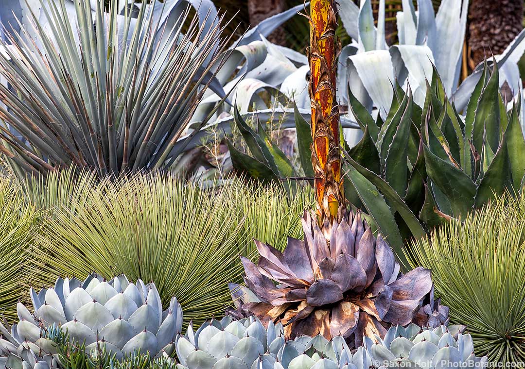 Agave striata - Agave striata (narrow leaf century plant) with Yucca baccata behind and Yucca parryi var. truncata in front