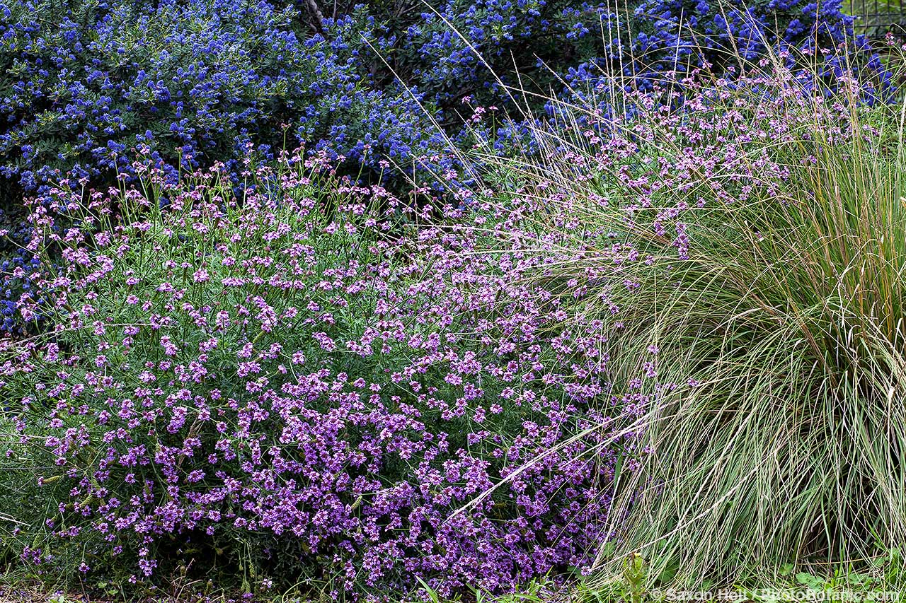 Verbena lilacina 'De La Mina' (Purple Cedros Island Verbena flowerin