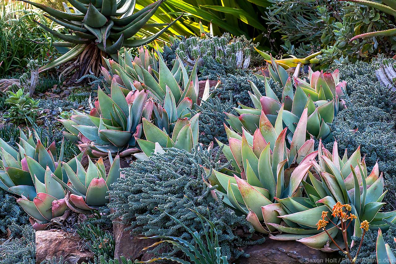 Lotus hirsutus - Lotus hirsutus (Dorycnium hirsutum) with Aloe striata