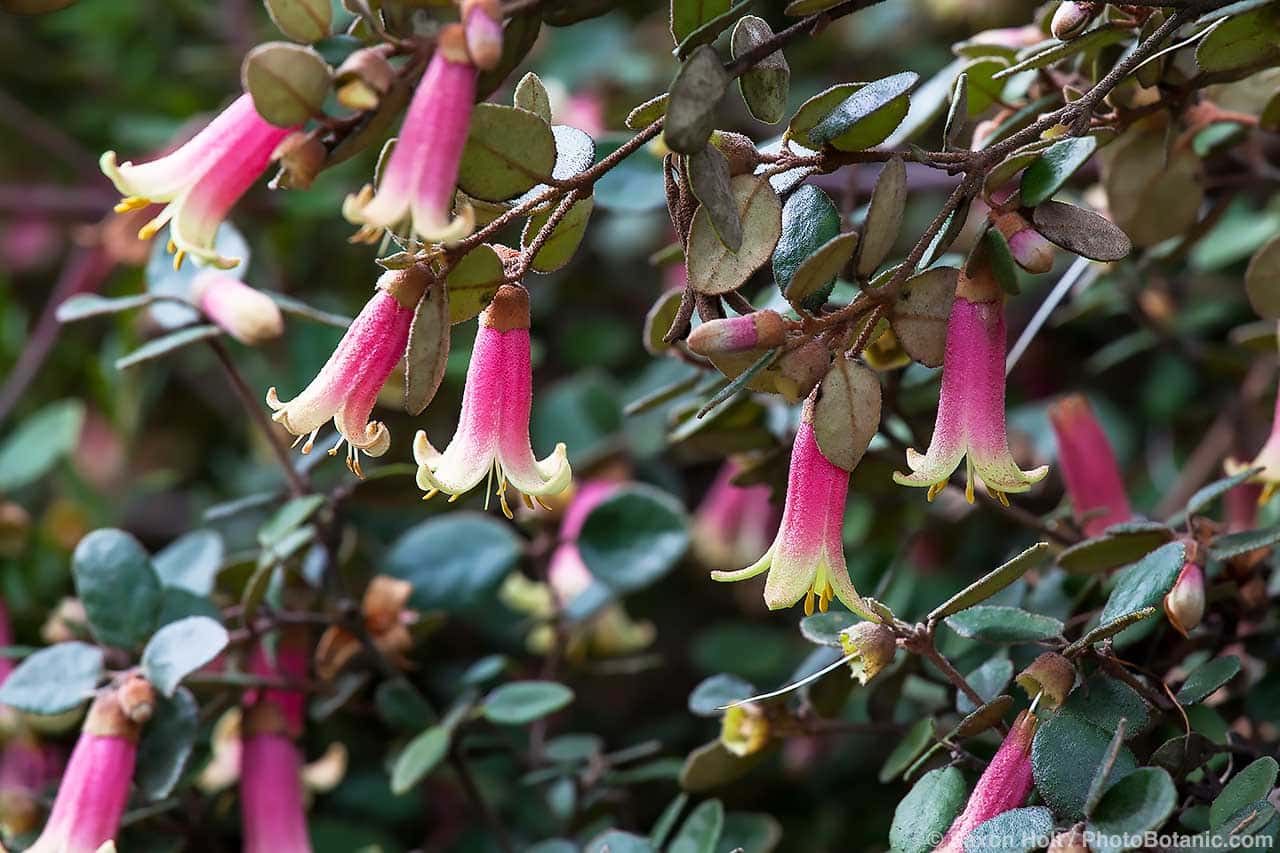 Australian Fuchsia - Correa 'Dawn in Santa Cruz'