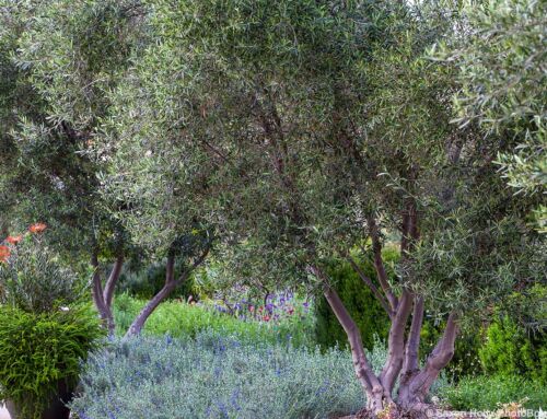 Fruitless Olives?