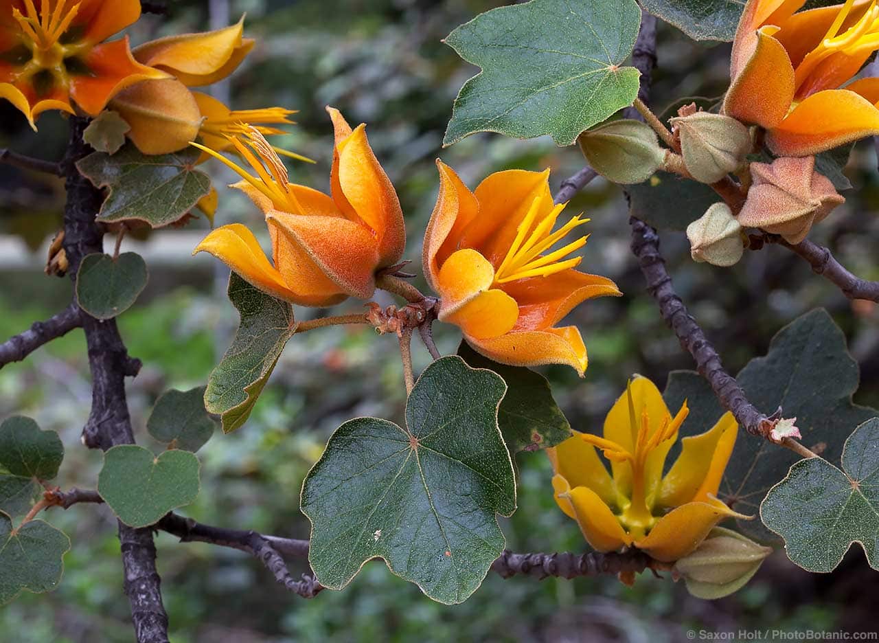 x Chiranthomontodendron lenzii: What's in a Name? - Distinctive flowers and leaves of x Chiranthomontodendron lenzii, hybrid monkey hand tree