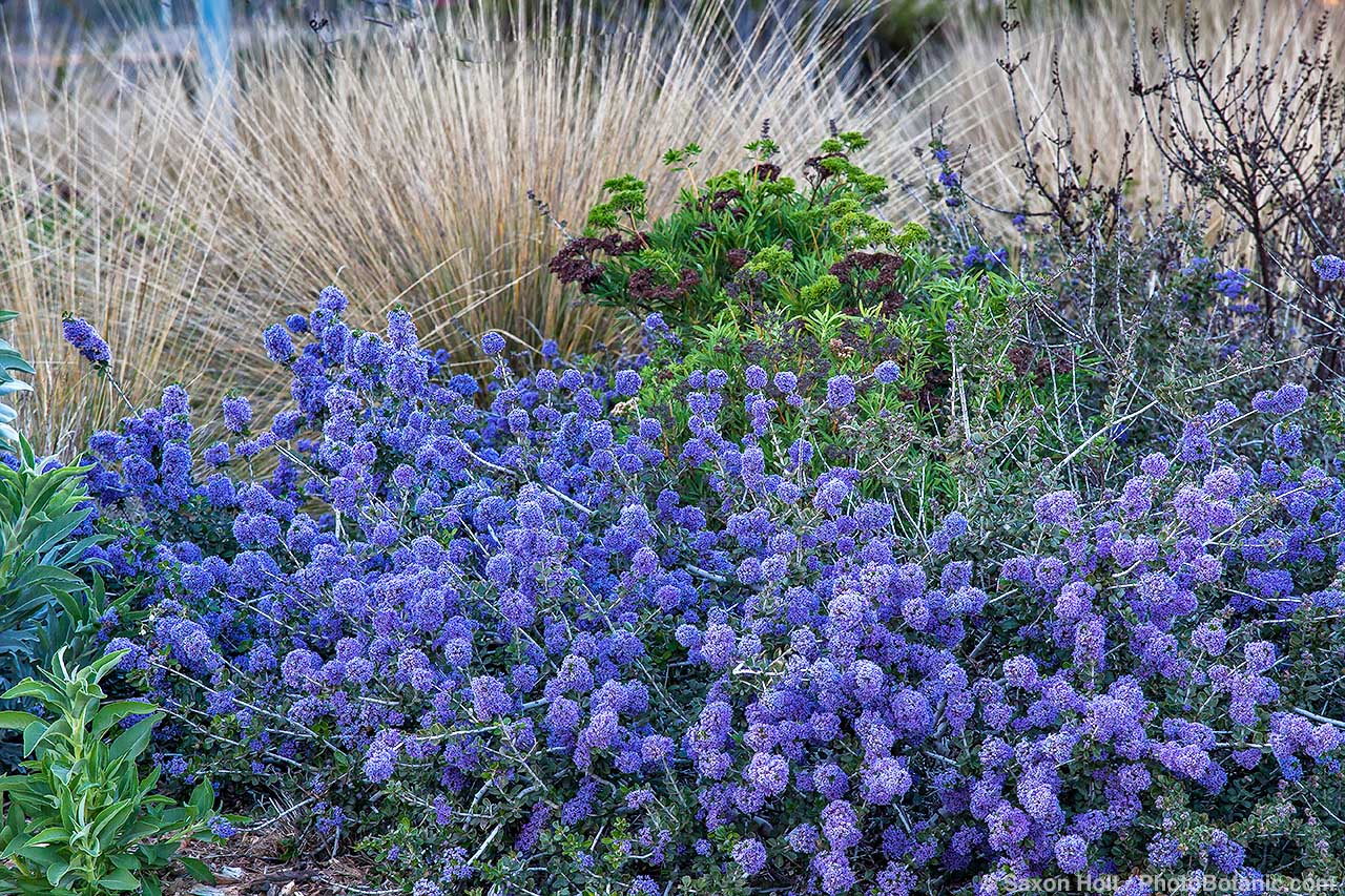 Ceanothus 'Valley Violet' - Ceanothus maritimus ‘Valley Violet’ at  University of California Davis Arboretum