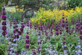 Hummingbird Sage - Salvia spathacea, Hummingbird Sage flowering California native plant, Santa Barbara Botanic Garden