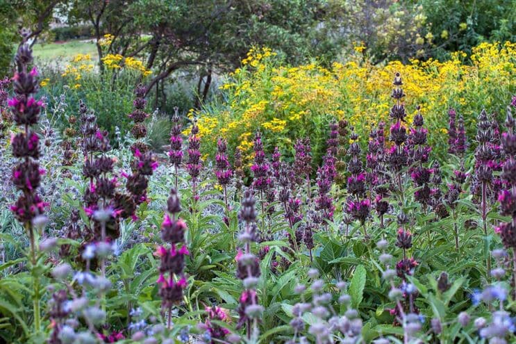 Hummingbird Sage - Salvia spathacea, Hummingbird Sage flowering California native plant, Santa Barbara Botanic Garden