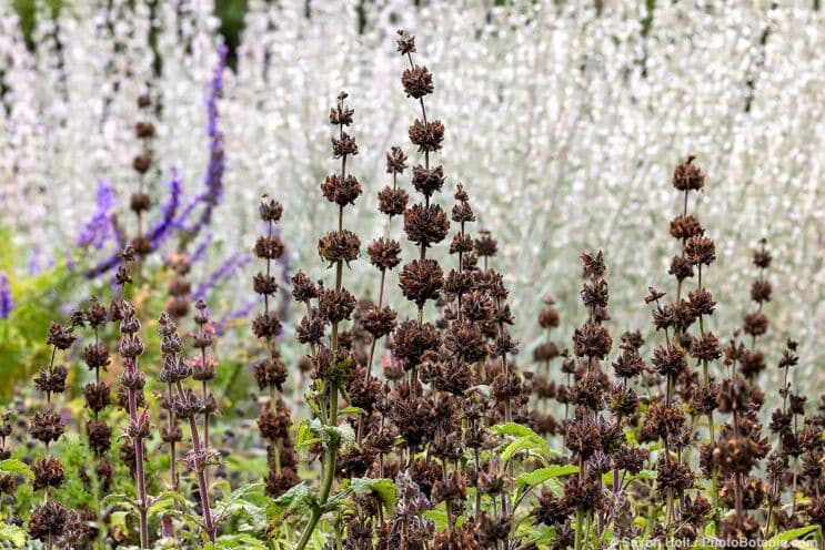 Hummingbird Sage - Drying seed pods add an architectural touch.