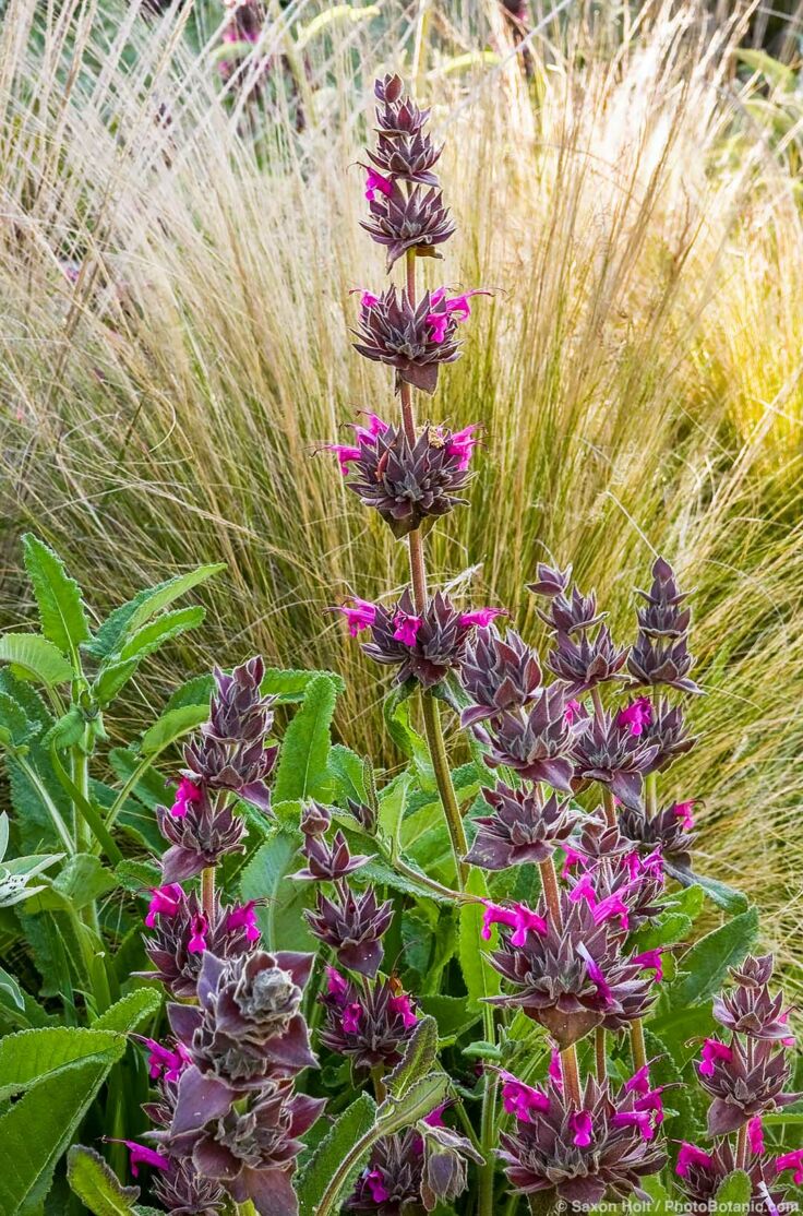 Hummingbird Sage - Flowers are in whorls spaced out along upright stems.