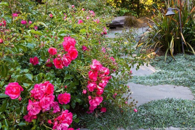 Roses for Summer-Dry Climates - Pink Knock Out rose
