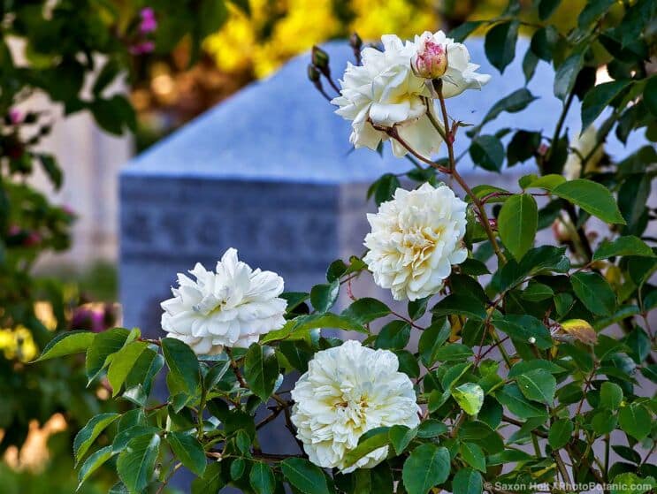 Roses for Summer-Dry Climates - 'Phil Edinger Noisette' in Sacramento Old City Cemetery