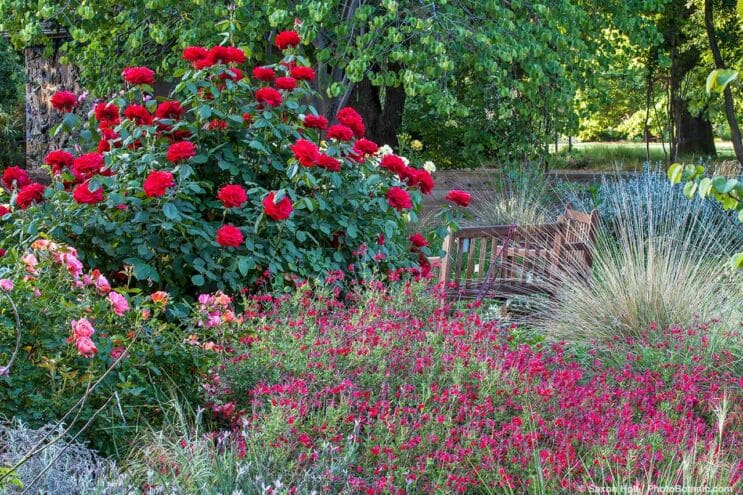 Roses for Summer-Dry Climates -  'Olympiad'  University of California Davis Arboretum, Storer Garden