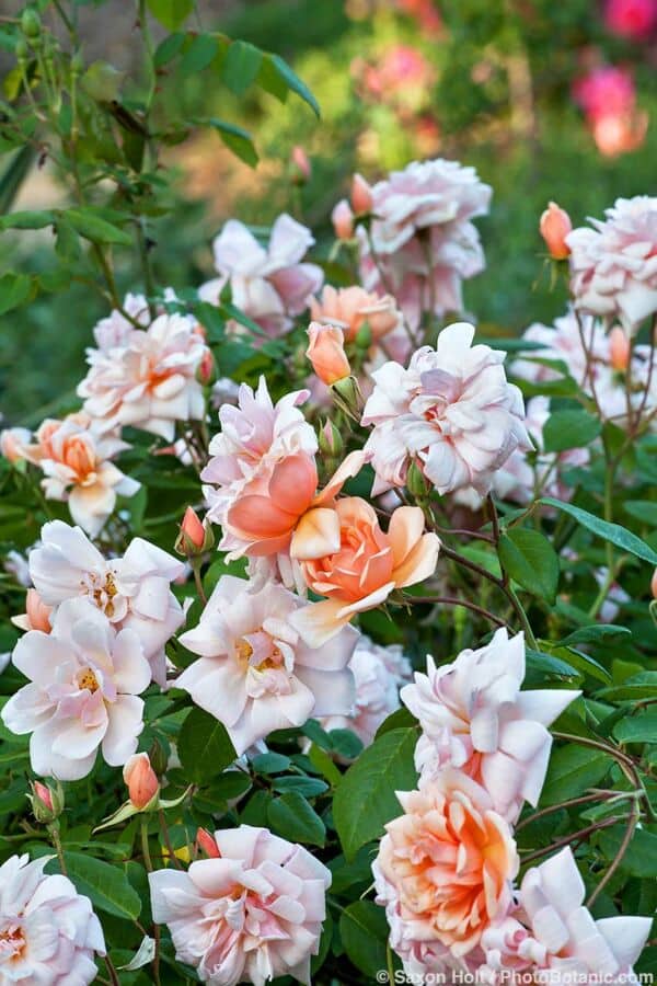 Roses for Summer-Dry Climates - Rosa 'Perle d'Or' University of California Davis Arboretum Storer Garden