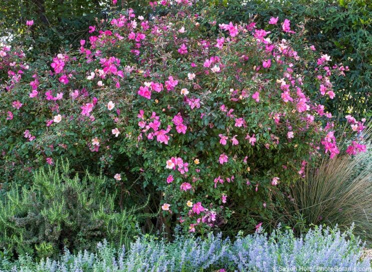 Roses for Summer-Dry Climates - Rosa x odorata 'Mutabilis'  University of California Davis Arboretum
