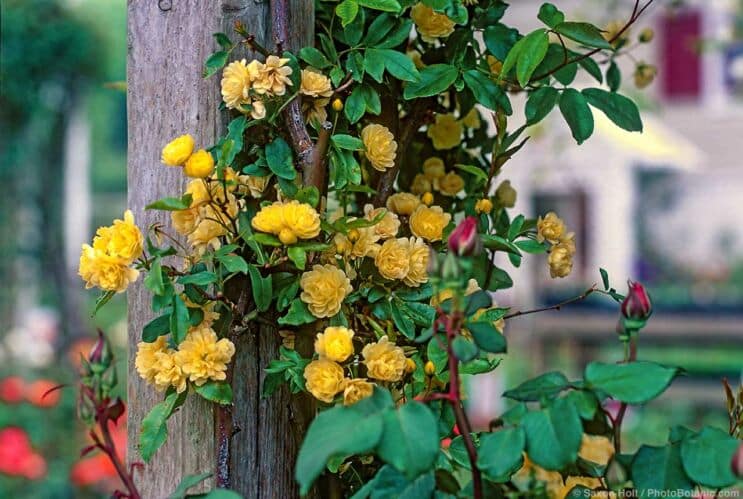 Roses for Summer-Dry Climates - Rosa banksiae lutea