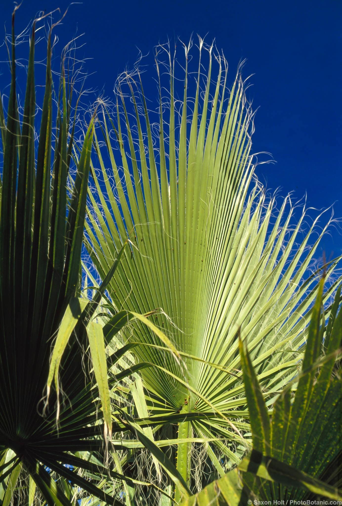 Washingtonia filifera