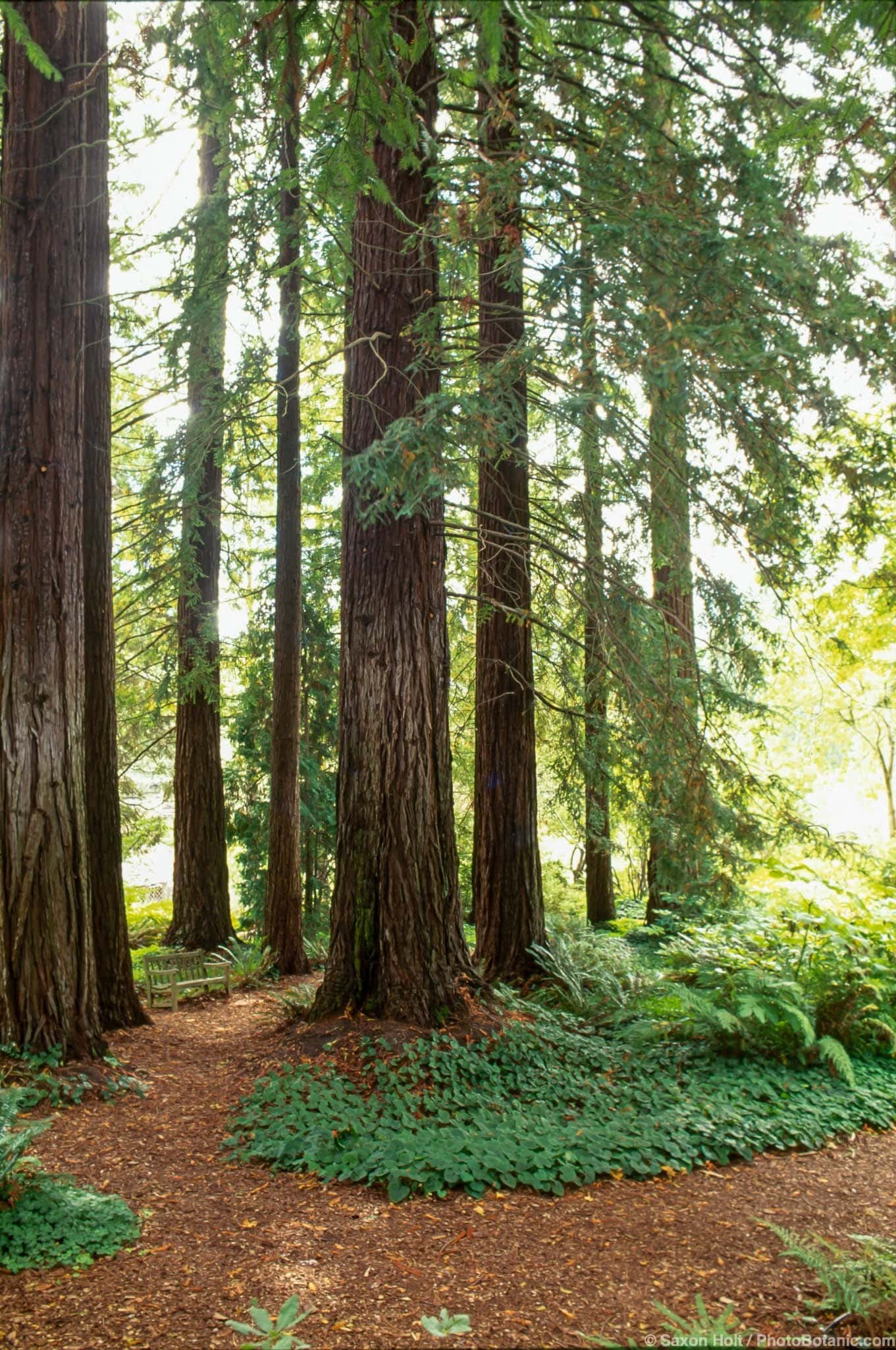 Sequoia sempervirens