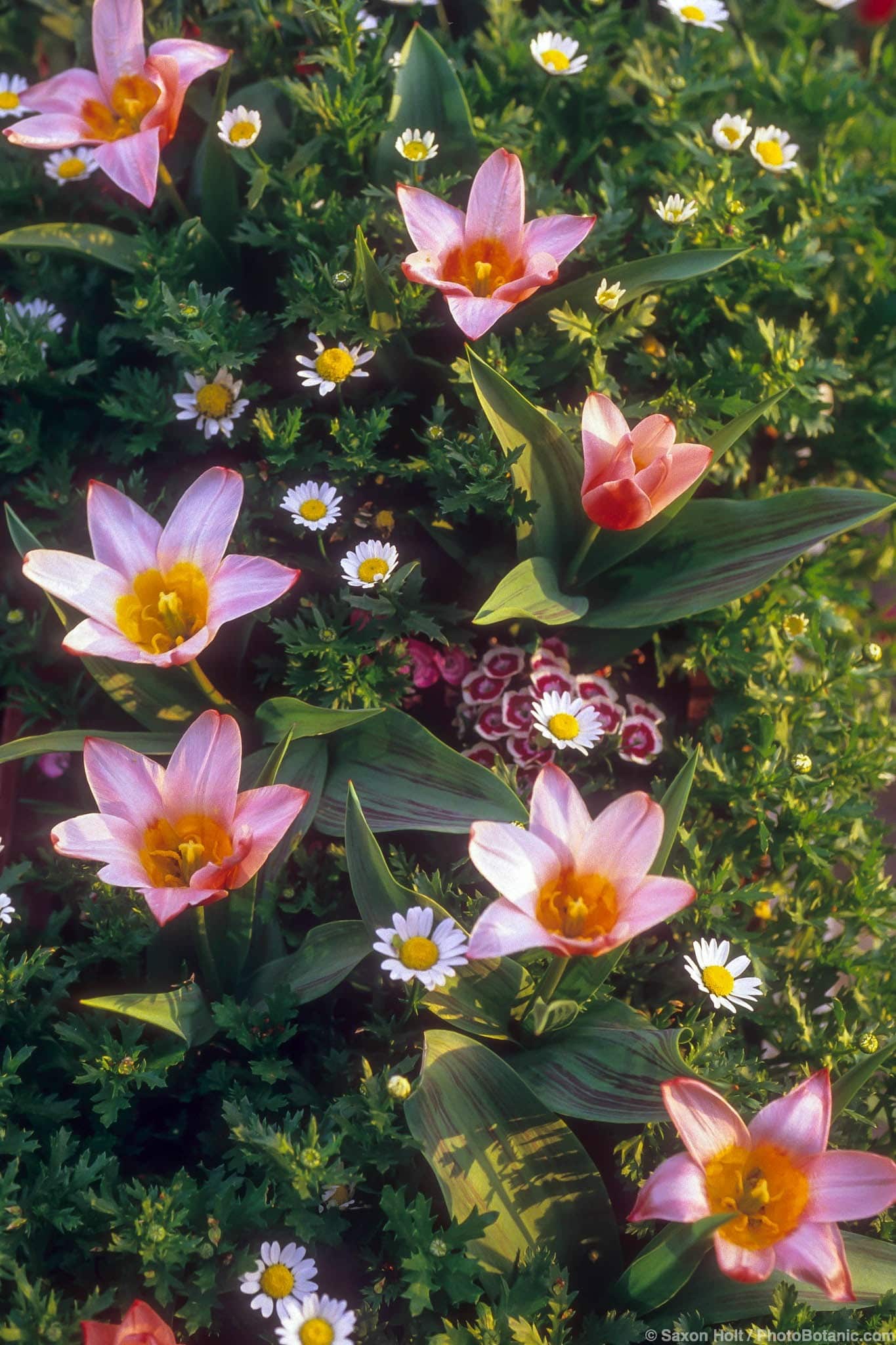 Tulipa greigii