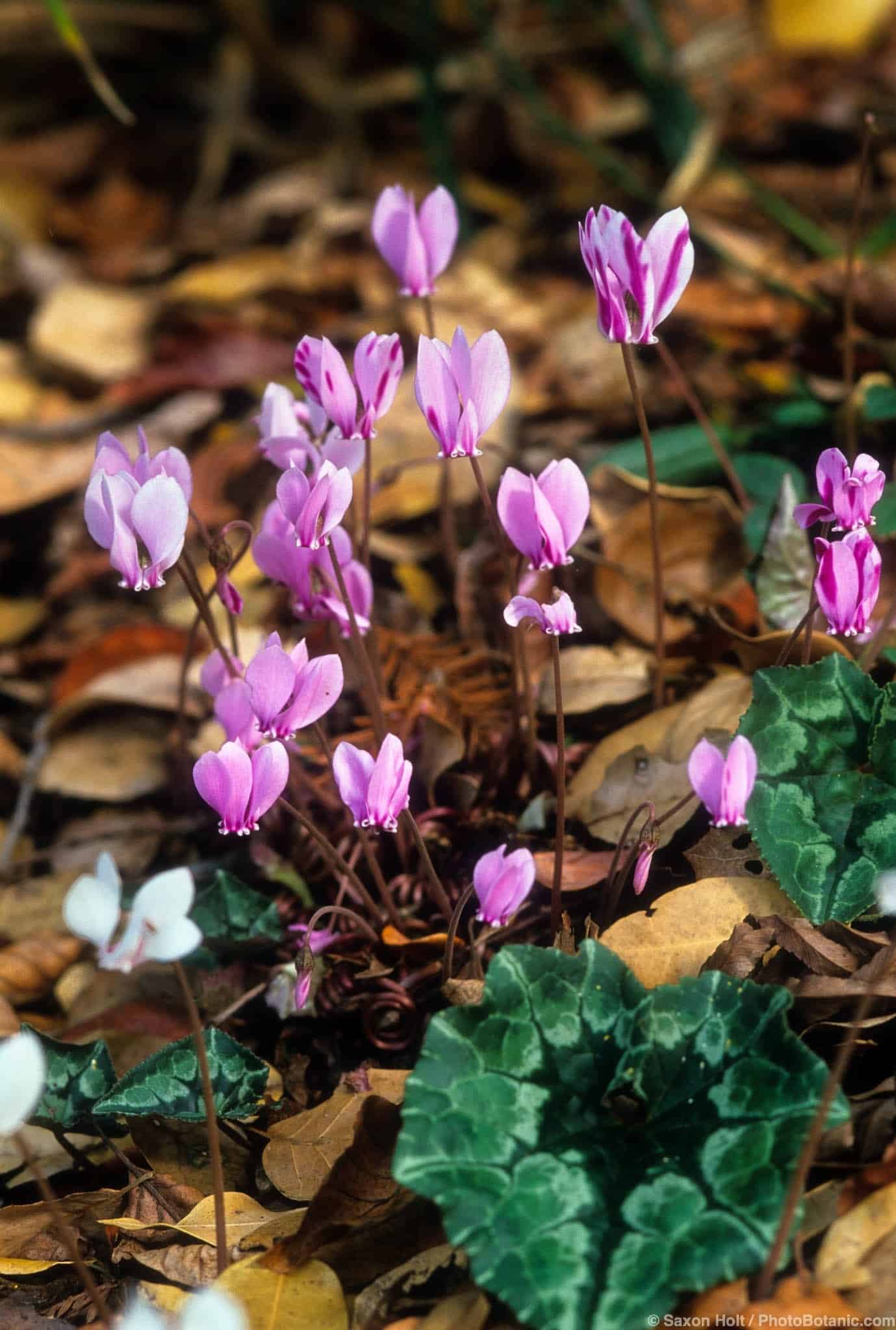 Cyclamen