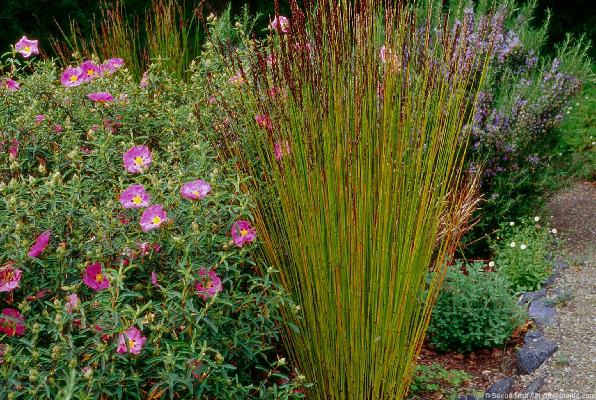 Chondropetalum tectorum