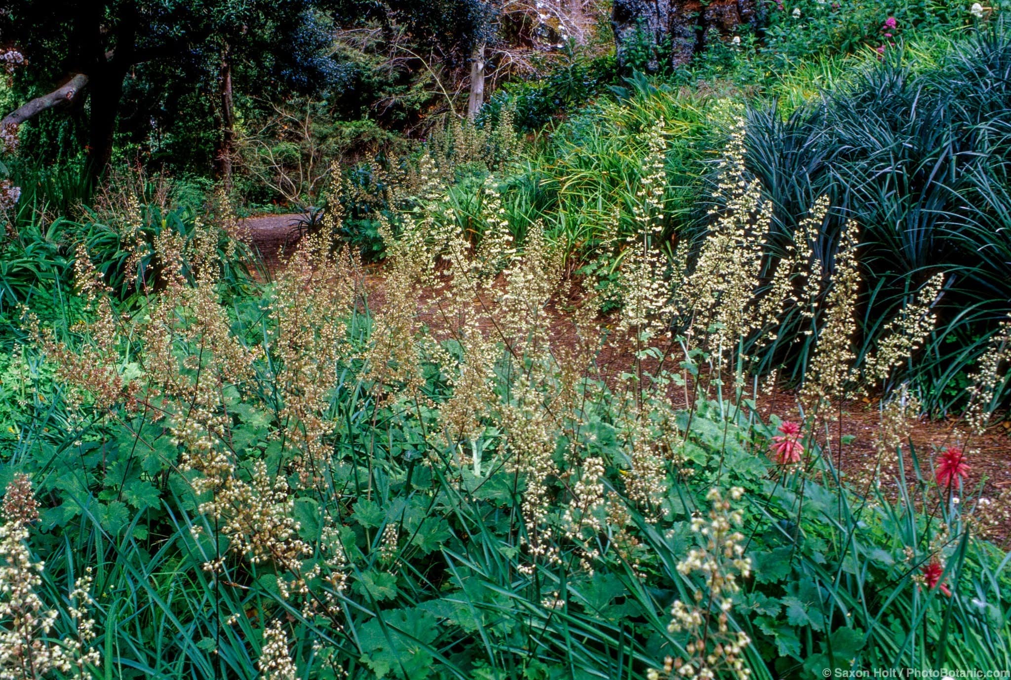 Heuchera maxima