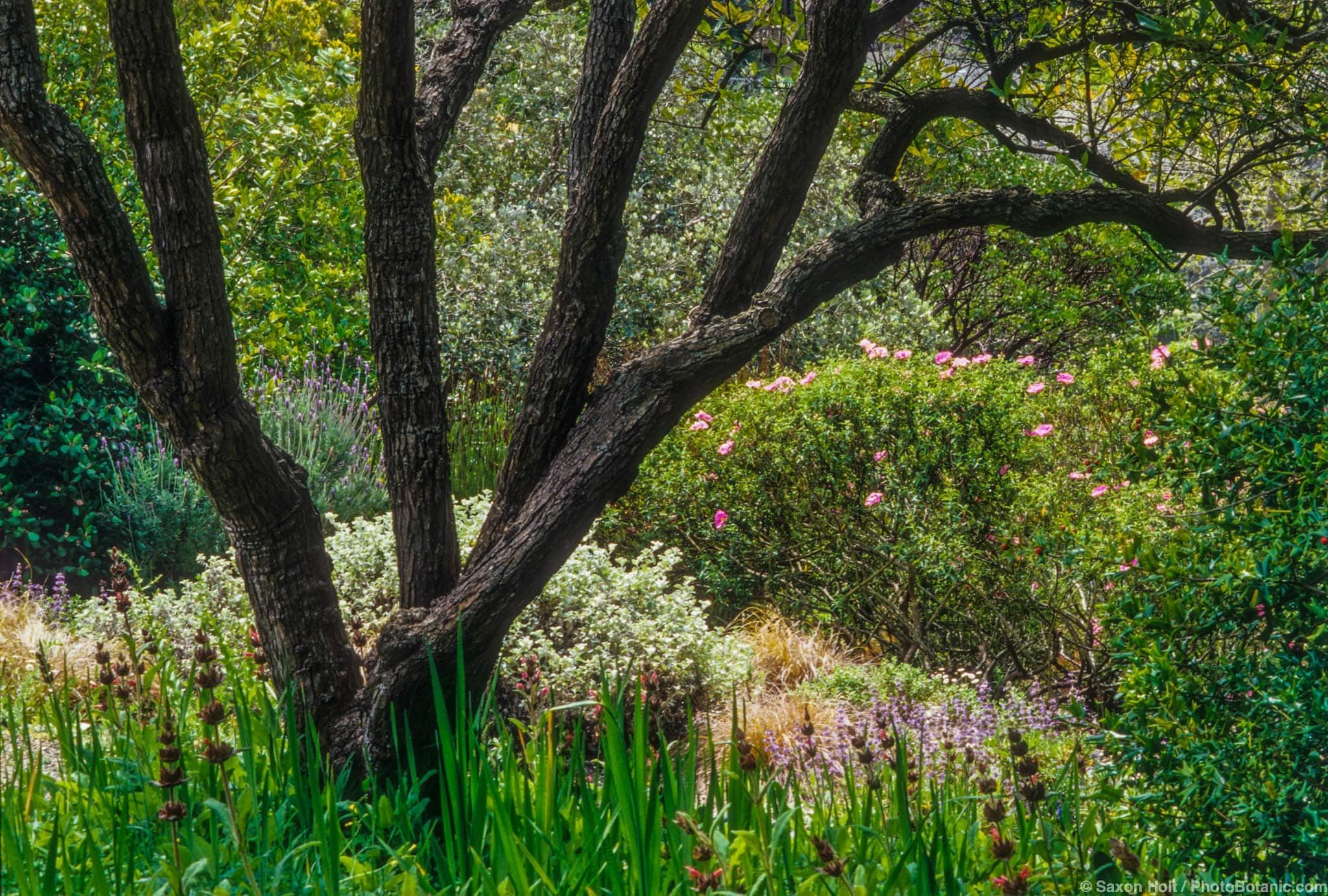 Dry garden with trees shrubs and perennials